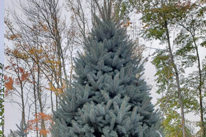 Evergreens