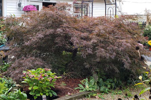 Ornamentals
