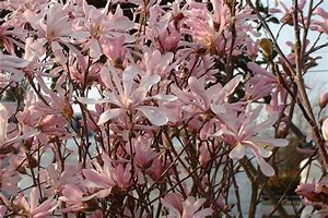 Deciduous Trees