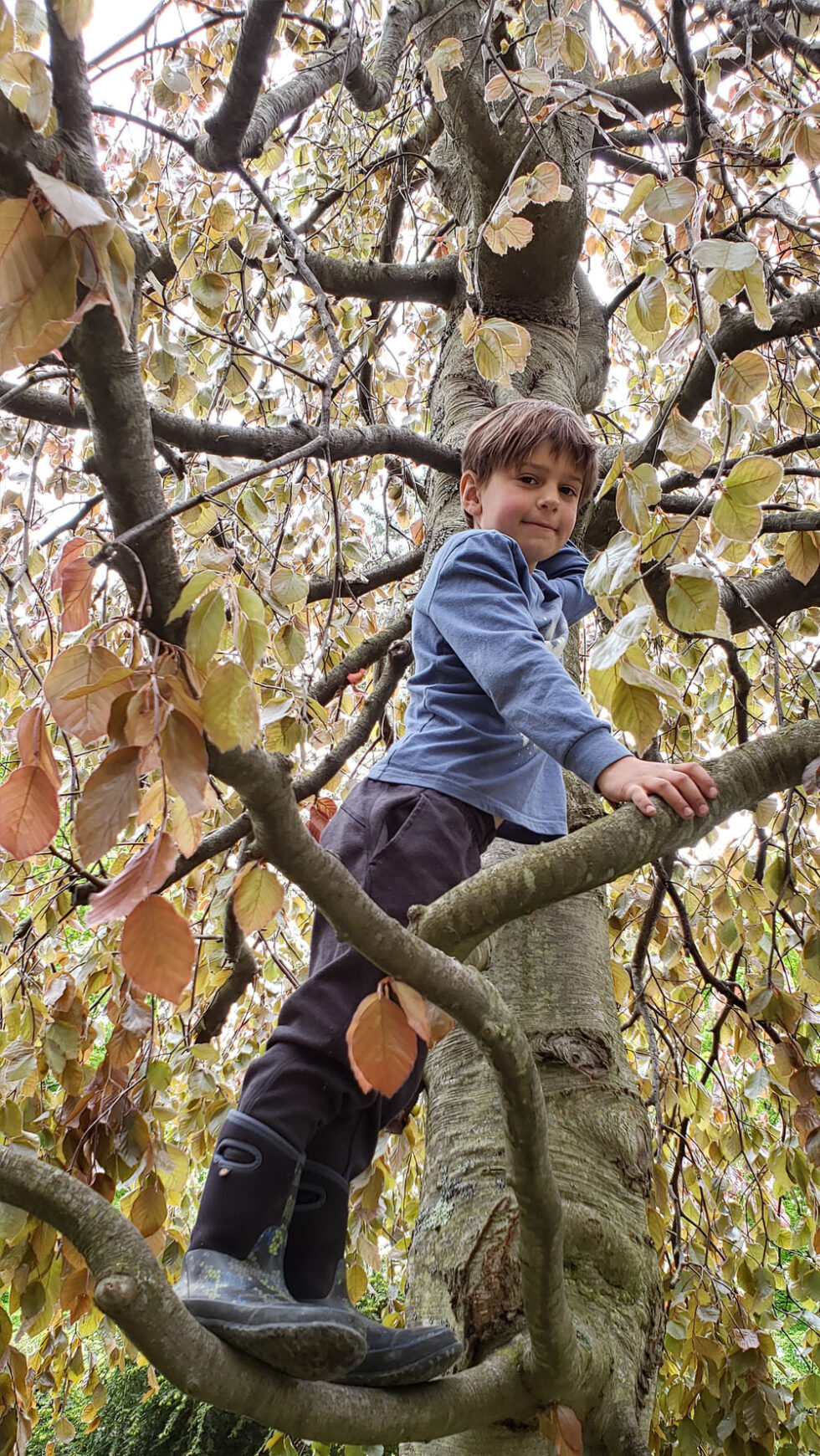 About us maple hill nursery