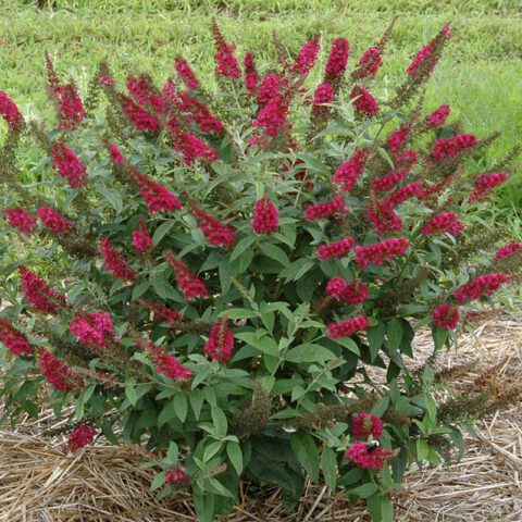 Buddleia x. ‘Miss Molly’ (Butterfly Bush) | Maple Hill Nursery