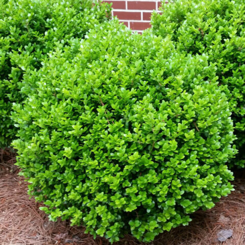 Buxus microphylla v. koreana ‘Winter Gem’ (Boxwood) | Maple Hill Nursery