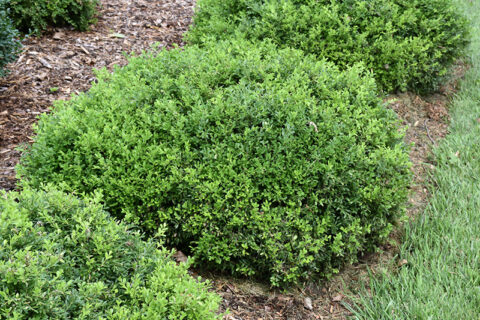 Buxus sinica v. insularis ‘Tide Hill’ (Boxwood) | Maple Hill Nursery