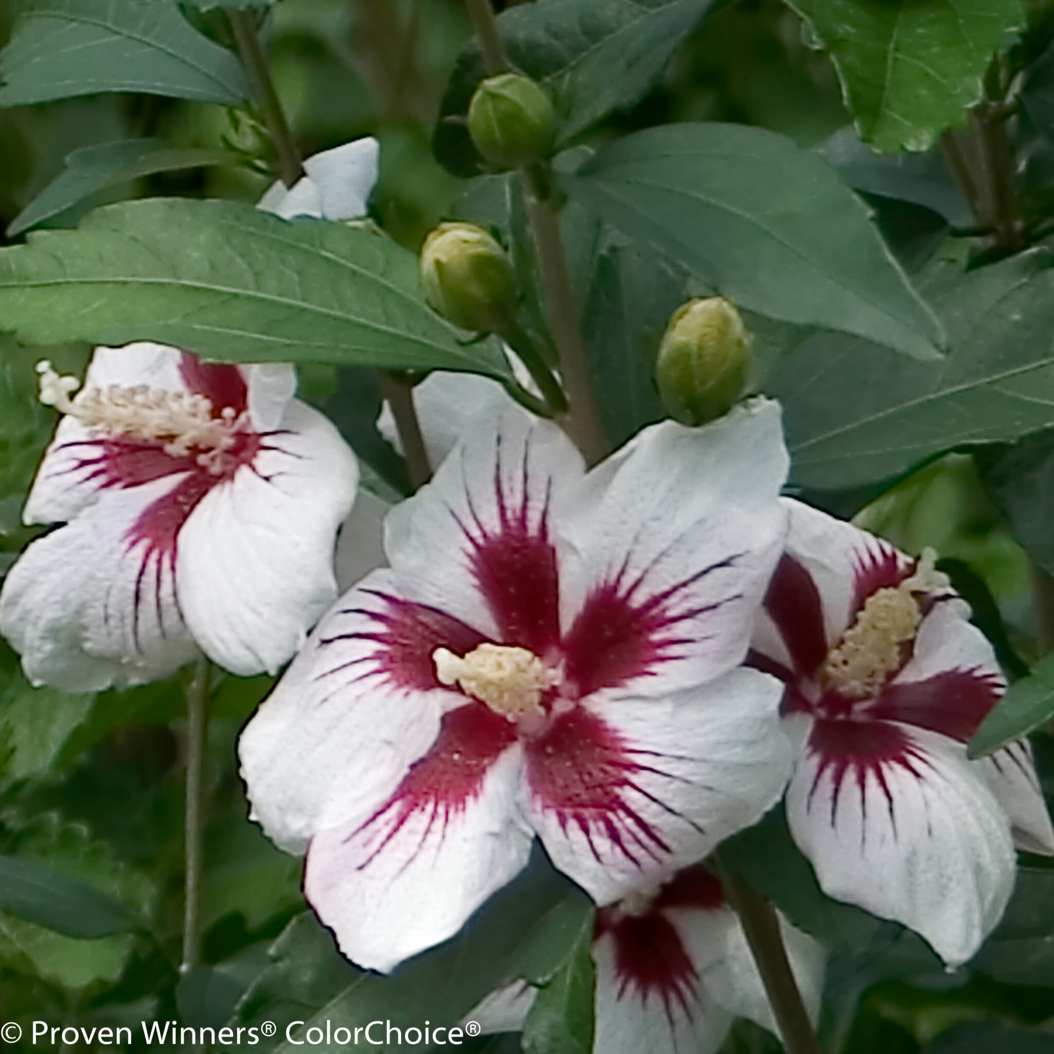 Hibiscus syriacus ‘Lil Kim’ (Rose of Sharon, Shrub Althea) | Maple Hill ...