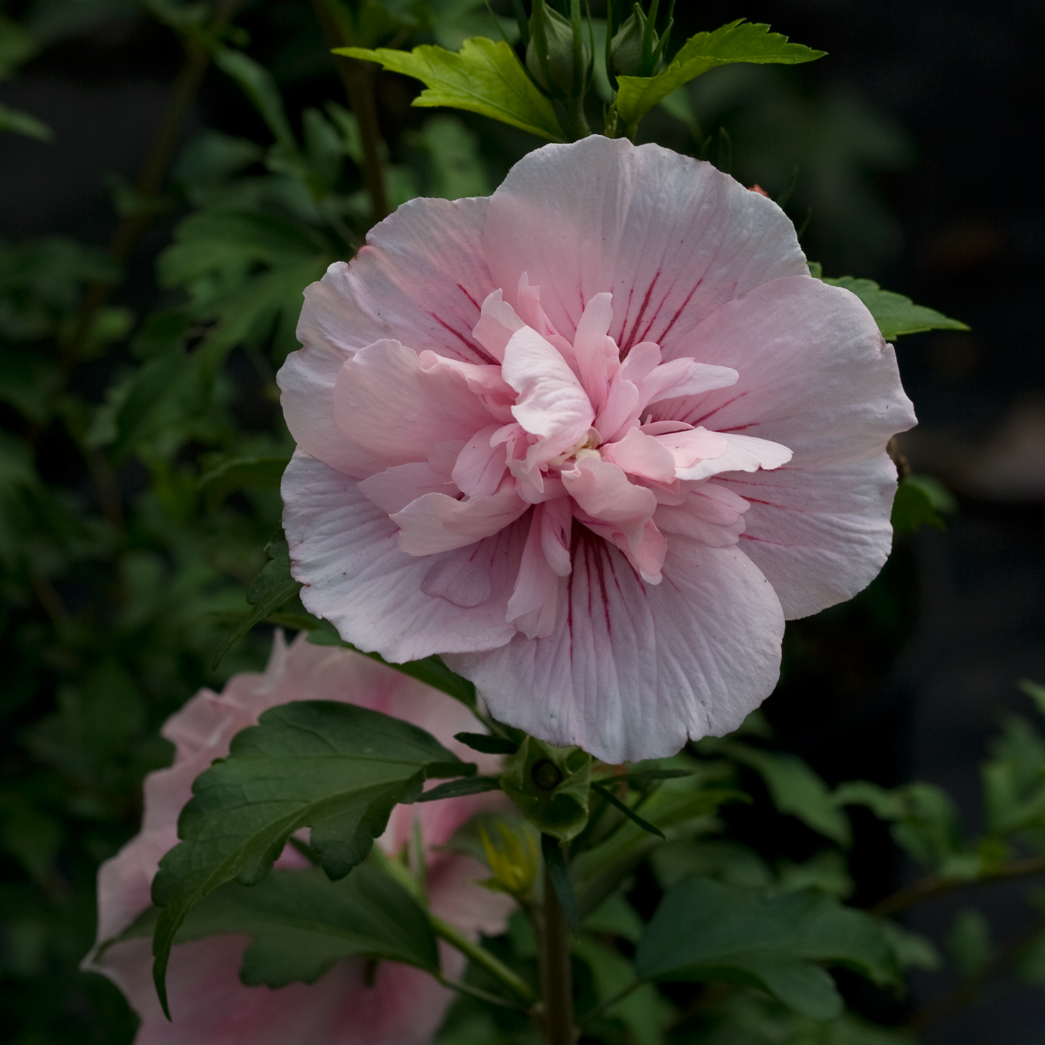 Hibiscus syriacus ‘Pink Chiffon’ (Rose of Sharon, Shrub Althea) | Maple ...