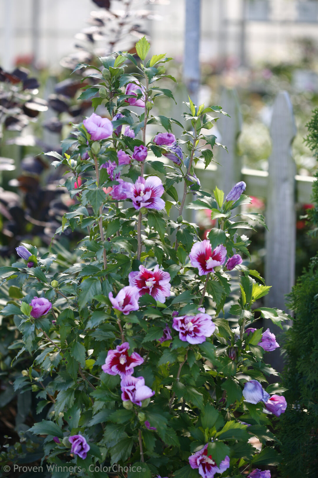 Hibiscus syriacus ‘Purple Pillar’ (Rose of Sharon, Shrub Althea) Maple Hill Nursery Hibiscus syriacus ‘Purple Pillar’ (Rose of Sharon, Shrub Althea) Maple Hill Nursery