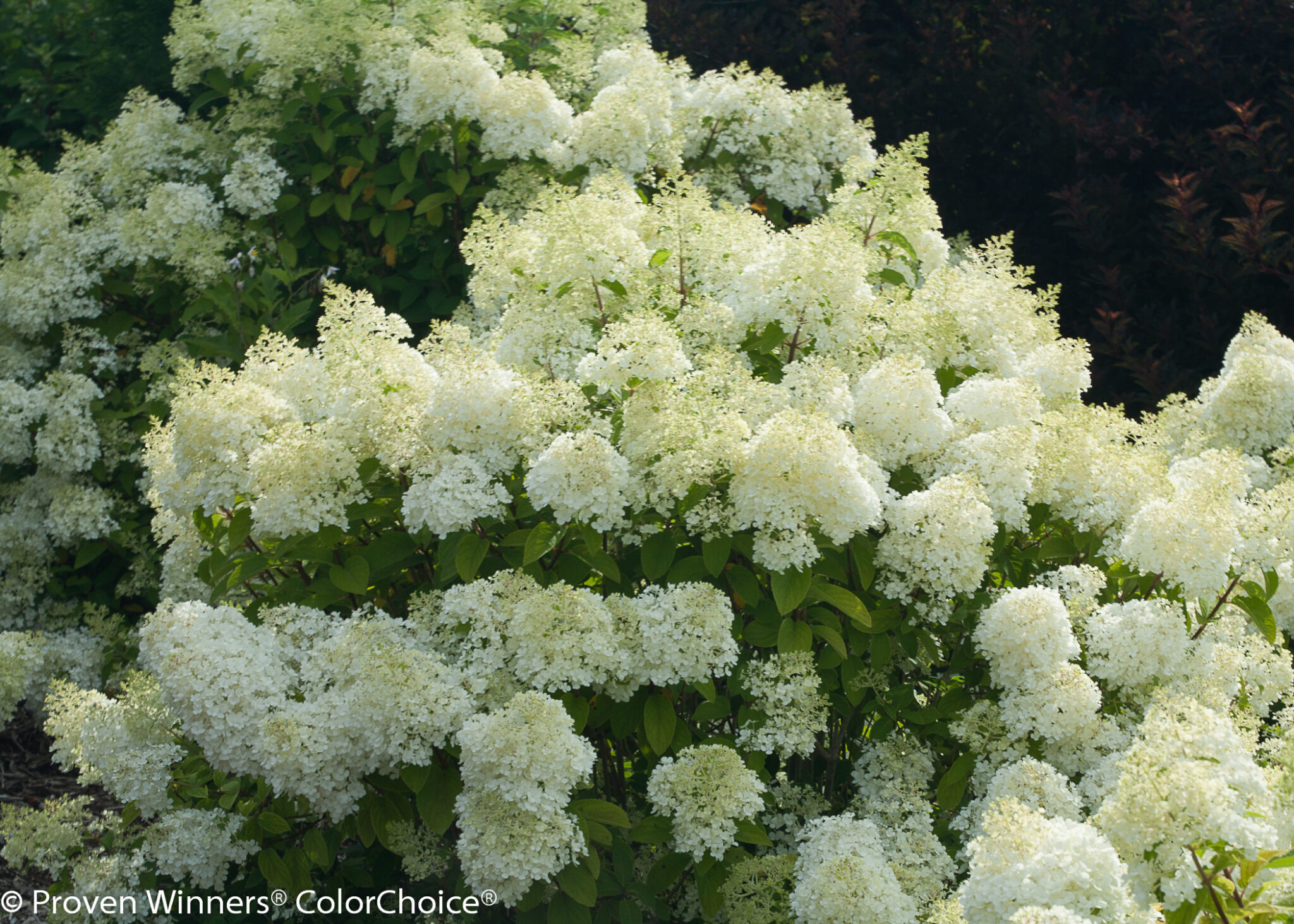 Hydrangea paniculata (Panicle Hydrangea) | Maple Hill Nursery