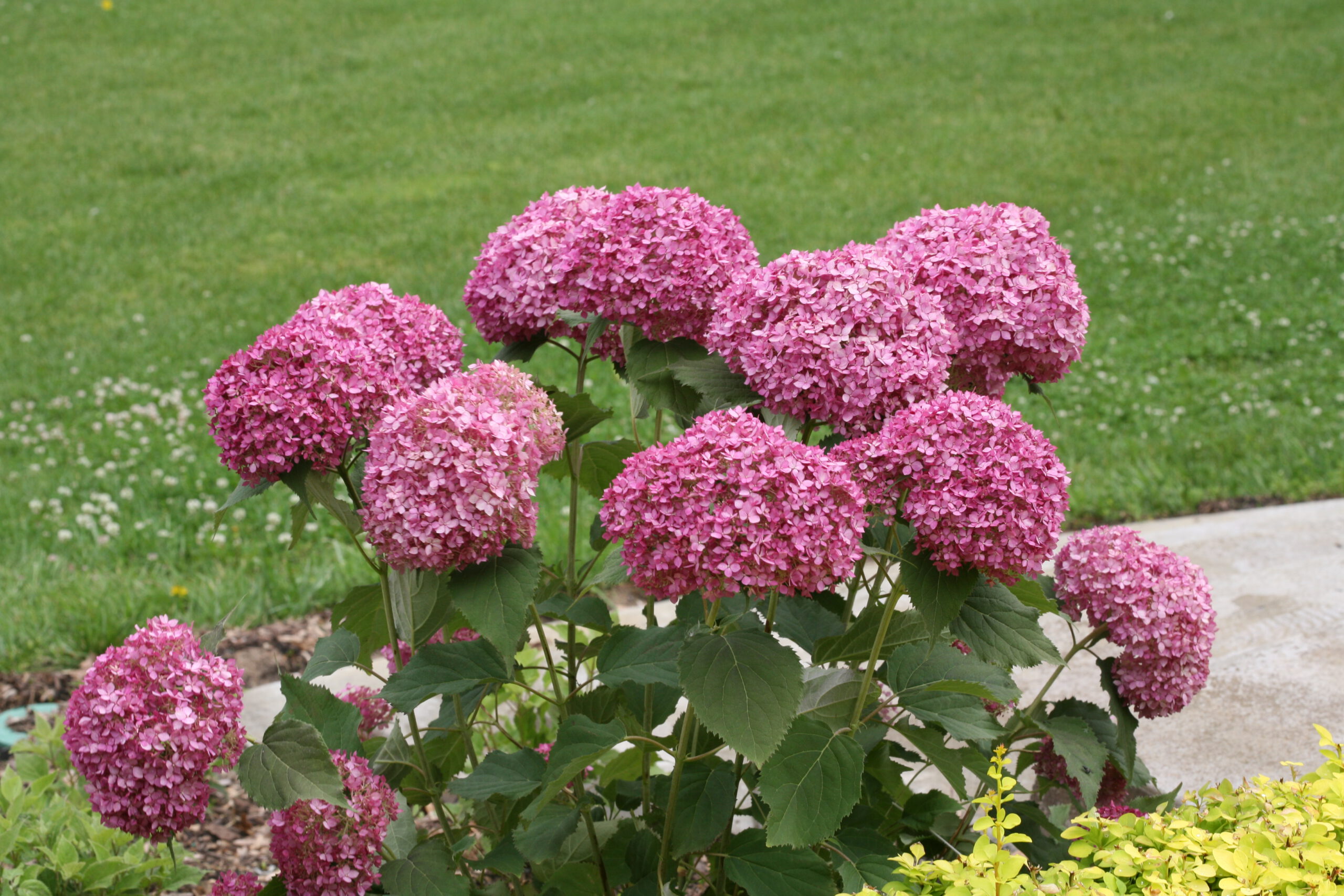 Hydrangea arborescens ‘Mini Mauvette’ (Smooth Hydrangea) | Maple Hill ...