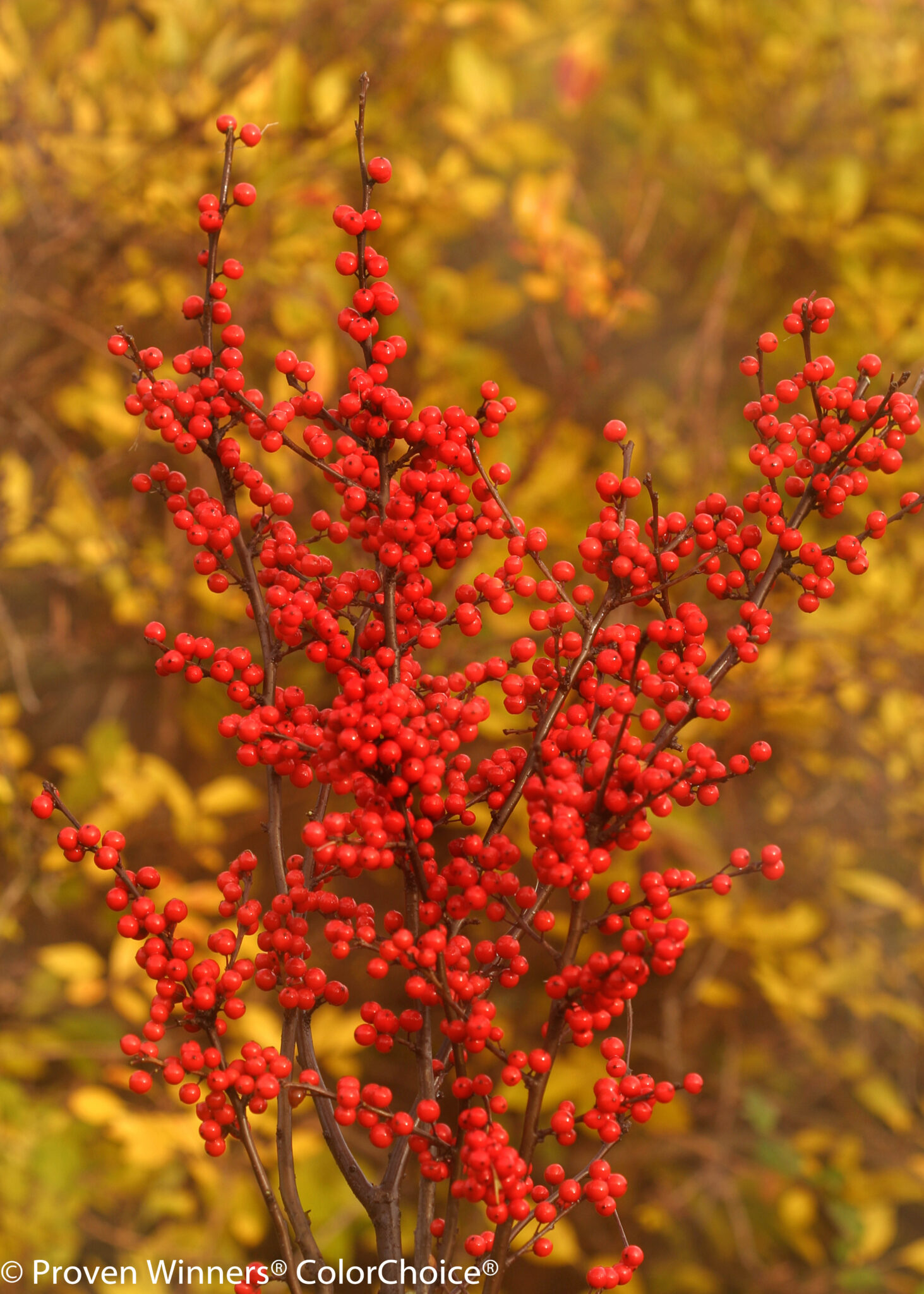 Ilex Verticillata ‘Berry Heavy’ (Female Winterberry Holly) | Maple Hill ...