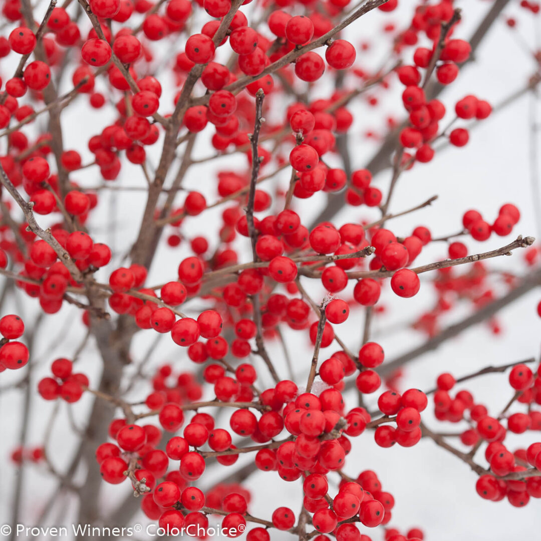 Ilex verticillata ‘Berry Poppins’ (Female Winterberry Holly) | Maple ...