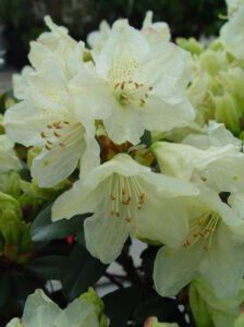 Rhododendron x ‘Towhead’ (Small Leaf Rhododendron) | Maple Hill Nursery