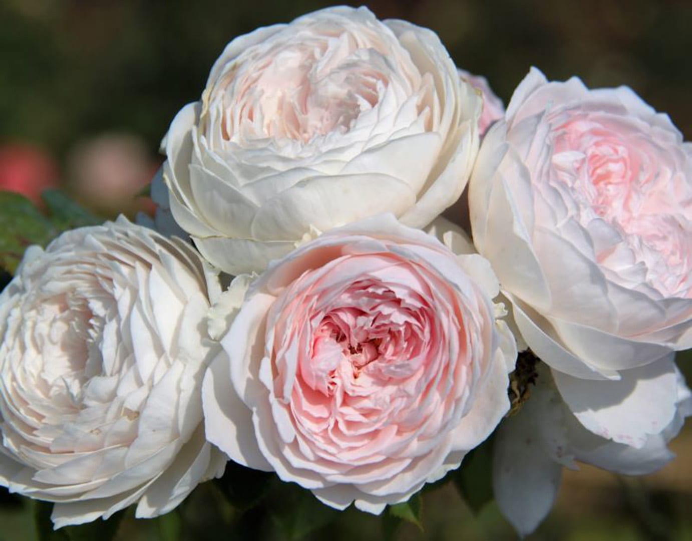Rosa ‘Earth Angel’ Zone 5 (Floribunda Rose) | Maple Hill Nursery
