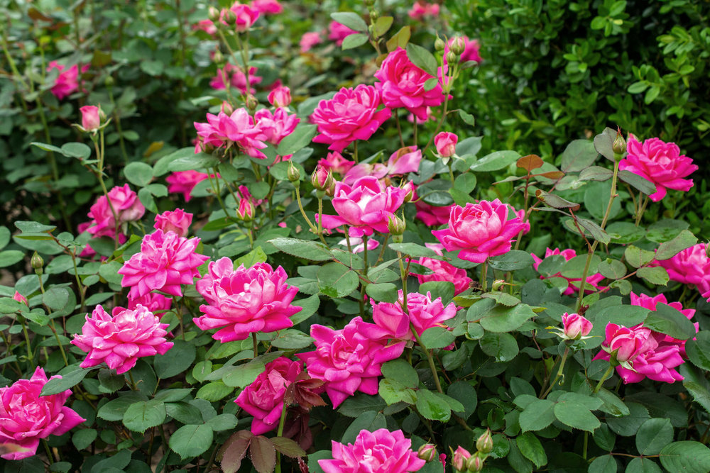 Rosa ‘pink Double Knock Out® Zone 5 Shrub Rose Maple Hill Nursery