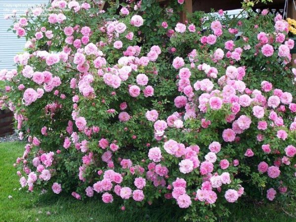 Rosa rugosa x ‘Pink Pavement’ Zone 4 (Hybrid Rugosa Rose) | Maple Hill ...