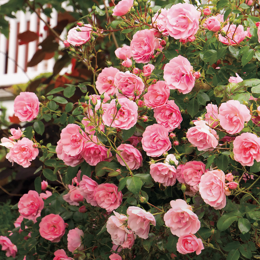 Shrub Roses Zone 4/5 Maple Hill Nursery