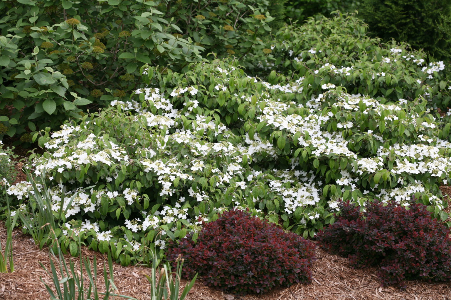 Viburnum plicatum var. tomentosum ‘Wabi Sabi’ Zone 5 (Doublefire